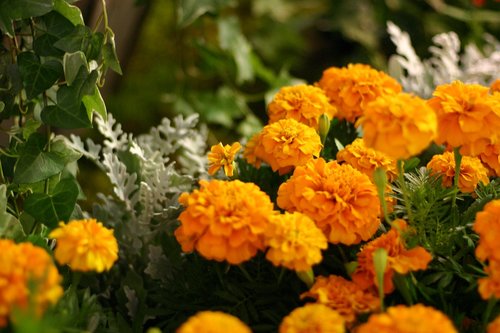 flowers  marigold  orange