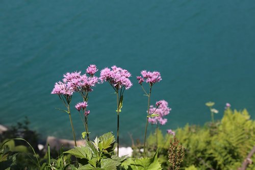 flowers  purple  lake