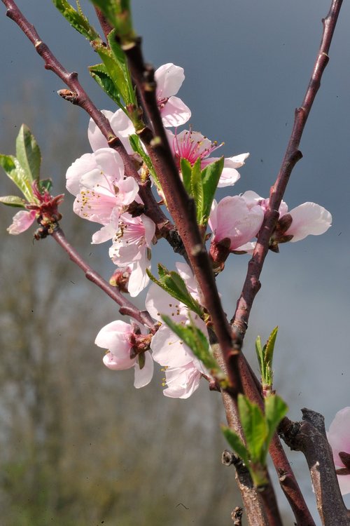 flowers  orchard  cherry