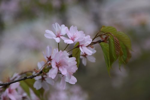 flowers  cherry tree  cherry blossom