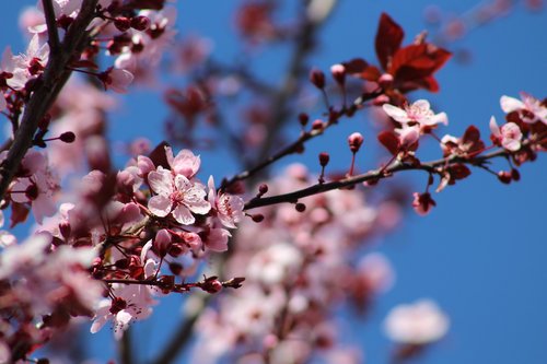 flowers  spring  bee