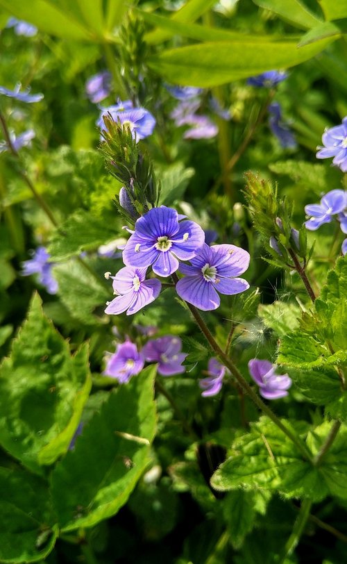 flowers  foliage  plant