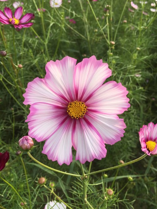 flowers  cosmos  nature