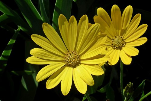 flowers  yellow  garden