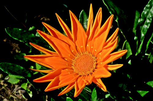 flowers  orange  garden