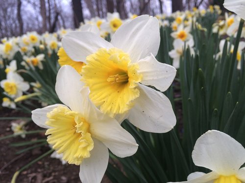 flowers  spring  blossom