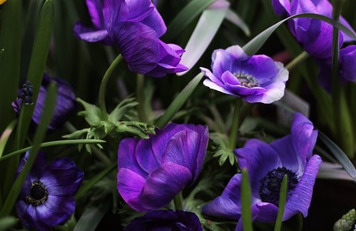 flowers  flower  purple