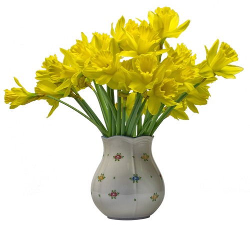 flowers  osterglocken  daffodils