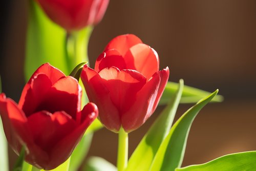 flowers  tulips  red