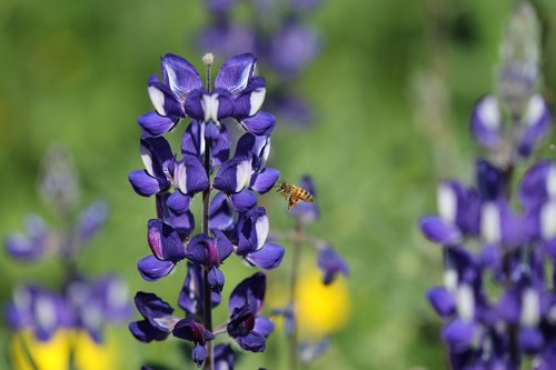 flowers  lupines  bee