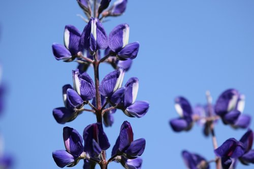 flowers  lupines  blue