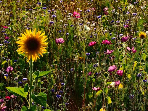 flowers  meadow  sunflower