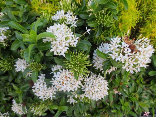 flowers white nature