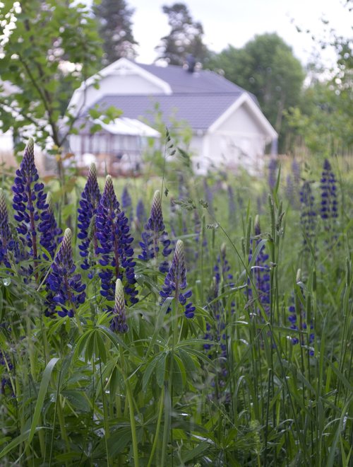 flowers  house  lupins