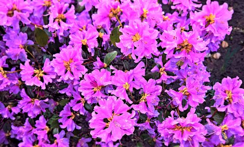 flowers  azalea  spring