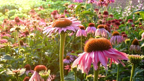 flowers  garden  pink