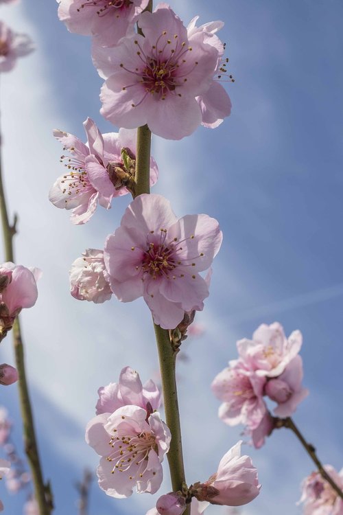 flowers  spring  flower