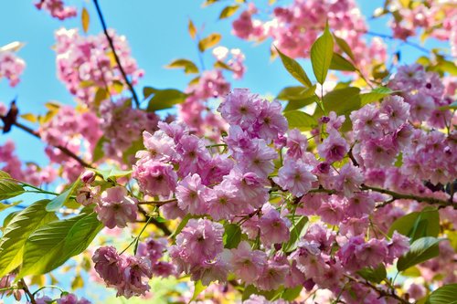 flowers  spring  nature