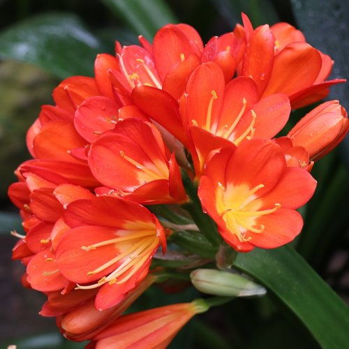 flowers  bouquet  orange