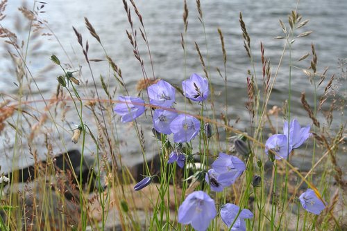 flowers  blue  nature