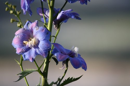 flowers  purple  garden