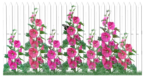 flowers  hollyhocks  picket fence