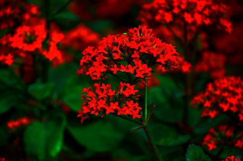 flowers  nature  blossom