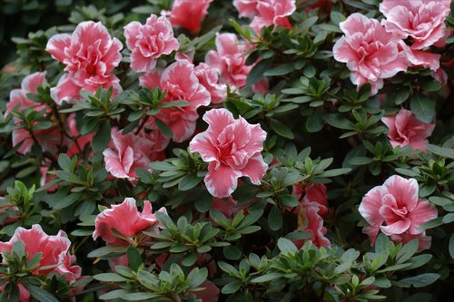 flowers  pink  garden