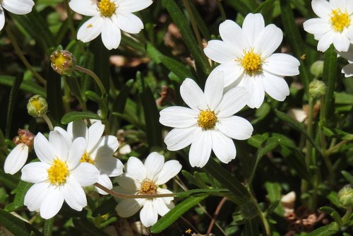 flowers  white  daisy