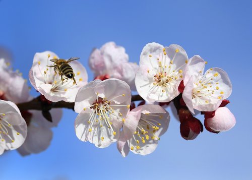 flowers  white  tree