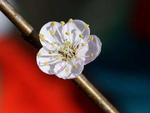 flowers  white  tree