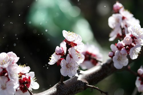 flowers  white  tree