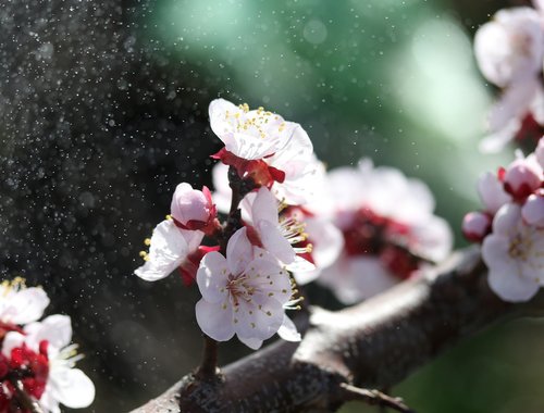 flowers  white  tree