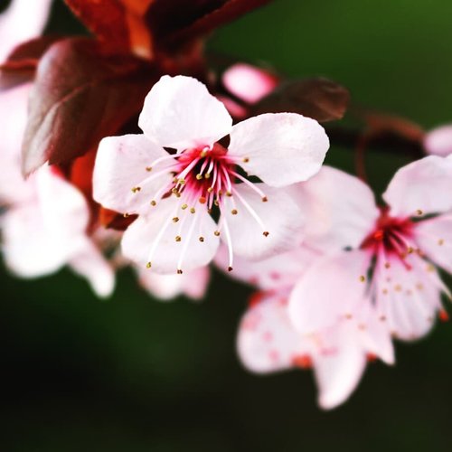 flowers  cherry blossoms  pink