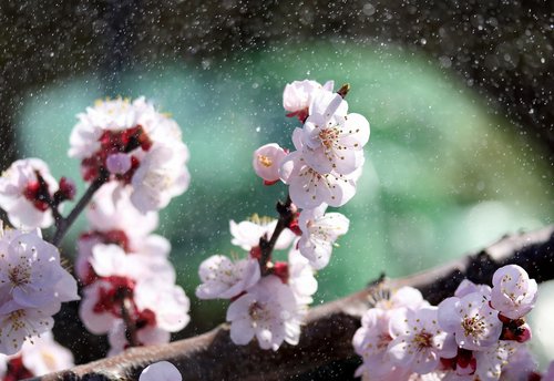 flowers  tree  white