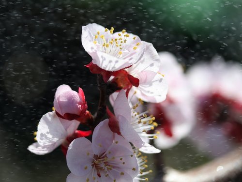 flowers  tree  white