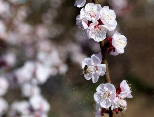 flowers  white  casey