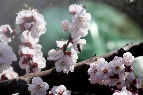 flowers  white  spring