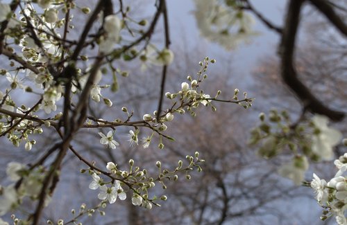 flowers  bud  shoots