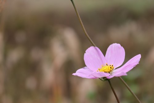 flowers  nature  cosmos