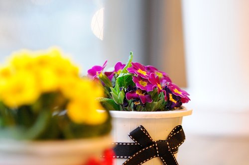 flowers  potted plant  spring