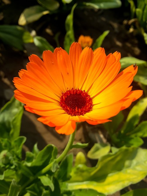 flowers  nature  blossom