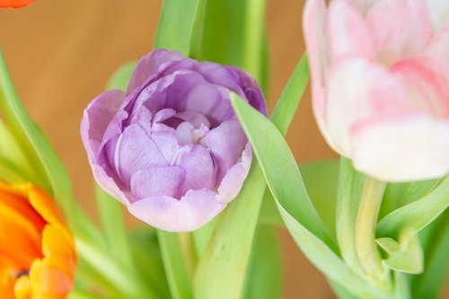 flowers  tulips  colorful