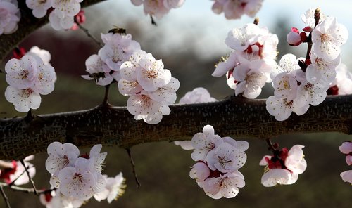 flowers  white  spring