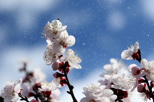 flowers  white  spring