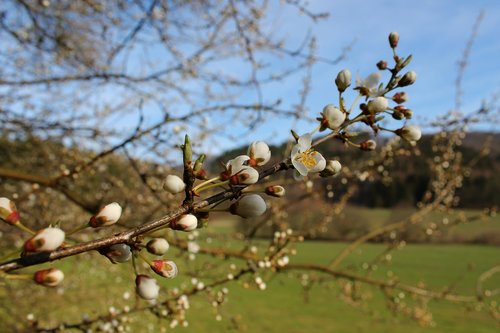 flowers  branch  spring