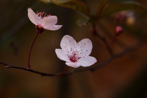flowers  plum blossom  zierpflaume