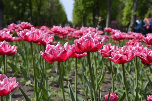 flowers  kirovograd  ukraine