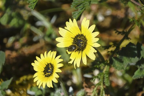 flowers  garden  plant