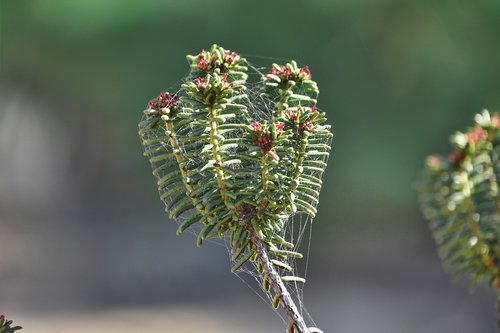 flowers  garden  plant